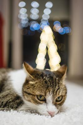 Cat with christmas bokeh lights-stock-foto