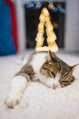 Cat with christmas bokeh lights-stock-foto