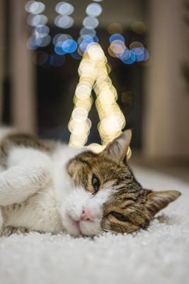 Cat with christmas bokeh lights-stock-foto