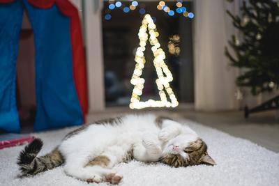 Cat with christmas bokeh lights-stock-foto
