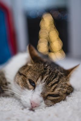 Cat with christmas bokeh lights-stock-foto