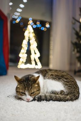 Cat with christmas bokeh lights-stock-foto
