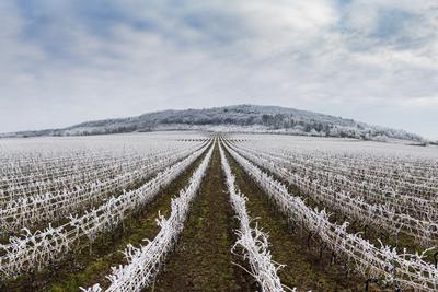 Winter frosty vineyard landscape covered by white flake ice near Harkany-stock-photo