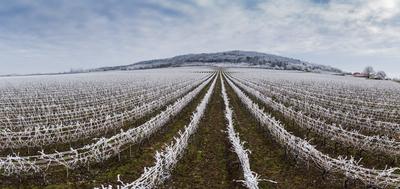 Winter frosty vineyard landscape covered by white flake ice near Harkany-stock-photo