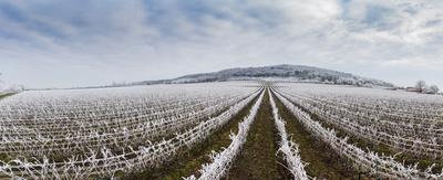 Winter frosty vineyard landscape covered by white flake ice near Harkany-stock-photo