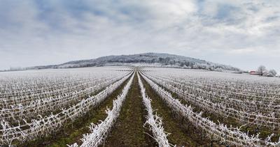 Winter frosty vineyard landscape covered by white flake ice near Harkany-stock-foto
