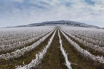 Winter frosty vineyard landscape covered by white flake ice near Harkany-stock-foto