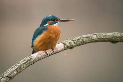 Common Kingfisher (Alcedo atthis) sit on tree-stock-photo