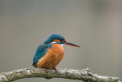 Common Kingfisher (Alcedo atthis) sit on tree-stock-photo