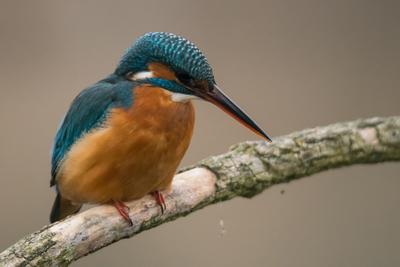 Common Kingfisher (Alcedo atthis) sit on tree-stock-foto