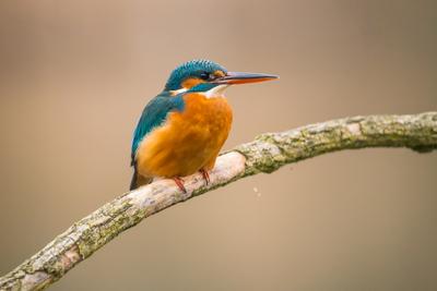 Common Kingfisher (Alcedo atthis) sit on tree-stock-foto