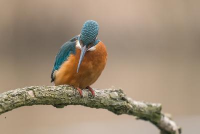 Common Kingfisher (Alcedo atthis) sit on tree-stock-photo