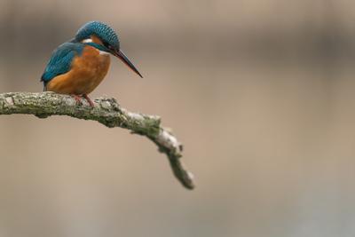 Common Kingfisher (Alcedo atthis) sit on tree-stock-foto