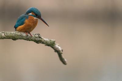 Common Kingfisher (Alcedo atthis) sit on tree-stock-photo