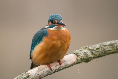 Common Kingfisher (Alcedo atthis) sit on tree-stock-foto