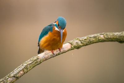 Common Kingfisher (Alcedo atthis) sit on tree-stock-photo