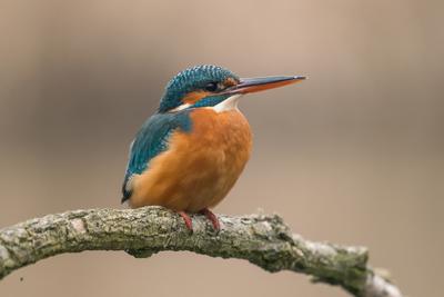 Common Kingfisher (Alcedo atthis) sit on tree-stock-photo