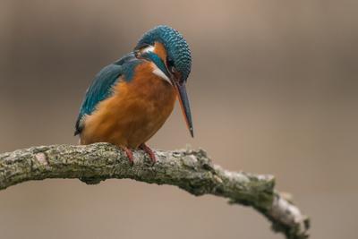 Common Kingfisher (Alcedo atthis) sit on tree-stock-foto