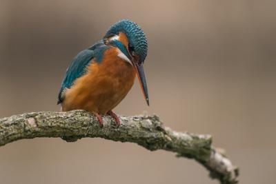 Common Kingfisher (Alcedo atthis) sit on tree-stock-photo