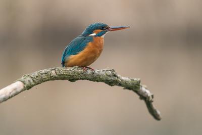 Common Kingfisher (Alcedo atthis) sit on tree-stock-foto