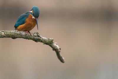 Common Kingfisher (Alcedo atthis) sit on tree-stock-photo