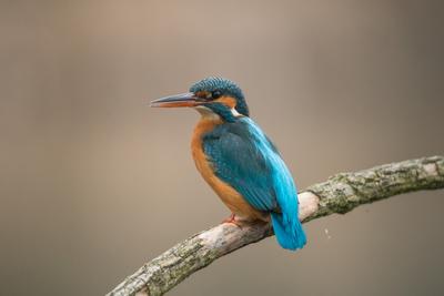 Common Kingfisher (Alcedo atthis) sit on tree-stock-foto