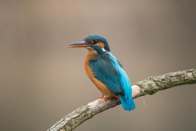 Common Kingfisher (Alcedo atthis) sit on tree-stock-photo