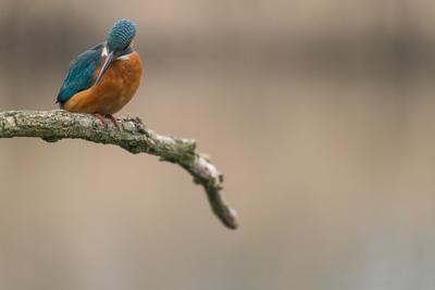 Common Kingfisher (Alcedo atthis) sit on tree-stock-foto
