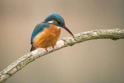 Common Kingfisher (Alcedo atthis) sit on tree-stock-foto