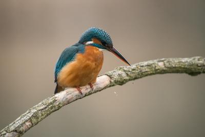 Common Kingfisher (Alcedo atthis) sit on tree-stock-foto