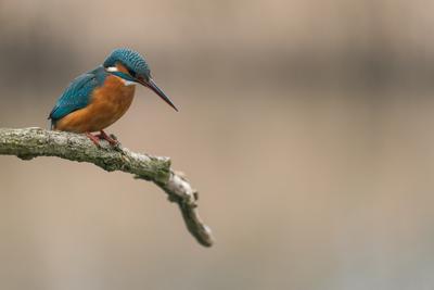 Common Kingfisher (Alcedo atthis) sit on tree-stock-photo