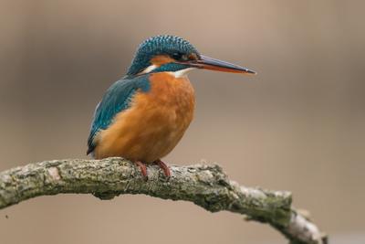 Common Kingfisher (Alcedo atthis) sit on tree-stock-photo