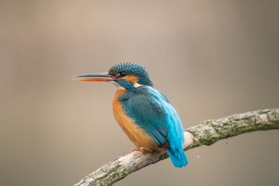 Common Kingfisher (Alcedo atthis) sit on tree-stock-photo