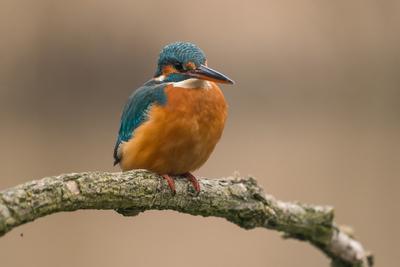 Common Kingfisher (Alcedo atthis) sit on tree-stock-photo