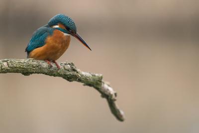 Common Kingfisher (Alcedo atthis) sit on tree-stock-photo