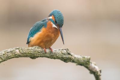 Common Kingfisher (Alcedo atthis) sit on tree-stock-foto