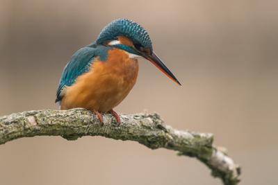 Common Kingfisher (Alcedo atthis) sit on tree-stock-foto