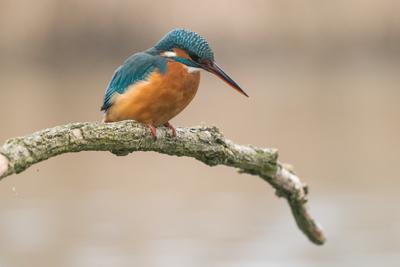 Common Kingfisher (Alcedo atthis) sit on tree-stock-photo