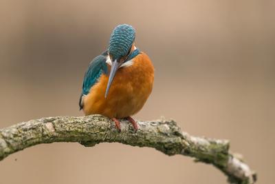 Common Kingfisher (Alcedo atthis) sit on tree-stock-foto