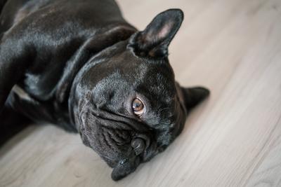 Puppy French bulldog on carpet-stock-photo