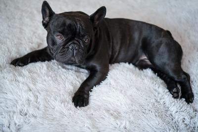 Puppy French bulldog on carpet-stock-photo