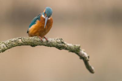 Common Kingfisher (Alcedo atthis) sit on tree-stock-foto