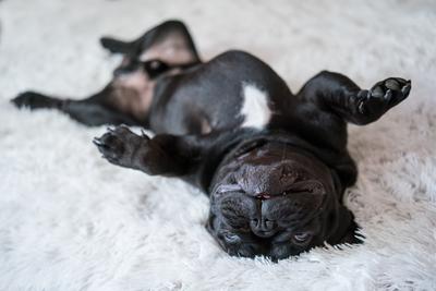 Puppy French bulldog on carpet-stock-photo
