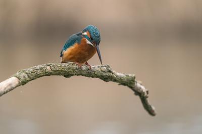 Common Kingfisher (Alcedo atthis) sit on tree-stock-foto