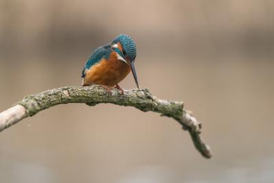 Common Kingfisher (Alcedo atthis) sit on tree-stock-photo