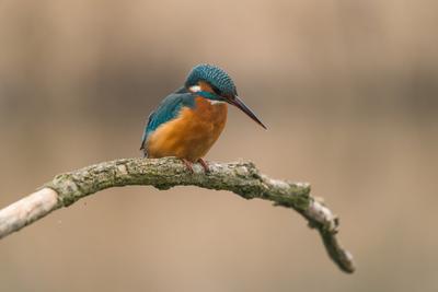 Common Kingfisher (Alcedo atthis) sit on tree-stock-foto