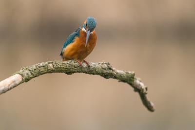 Common Kingfisher (Alcedo atthis) sit on tree-stock-photo