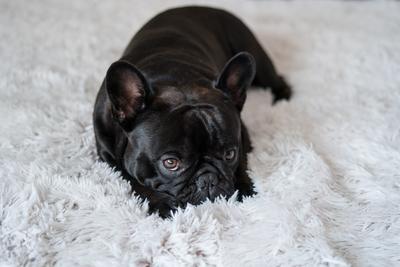 Puppy French bulldog on carpet-stock-photo