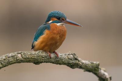 Common Kingfisher (Alcedo atthis) sit on tree-stock-foto