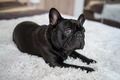 Puppy French bulldog on carpet-stock-photo